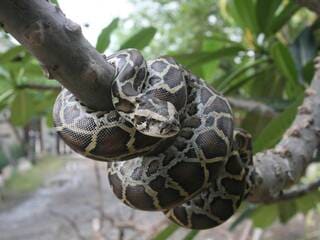 Cette marque propose de résoudre le problème des espèces invasives en les transformant… en sacs de luxe