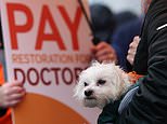 Militant doctors launch ballot for more devastating strikes as they demand a 26 per cent pay rise