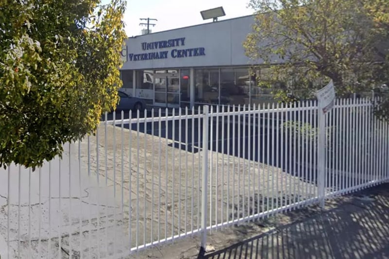 California woman arrested after malnourished poodle thrown over vet surgery fence