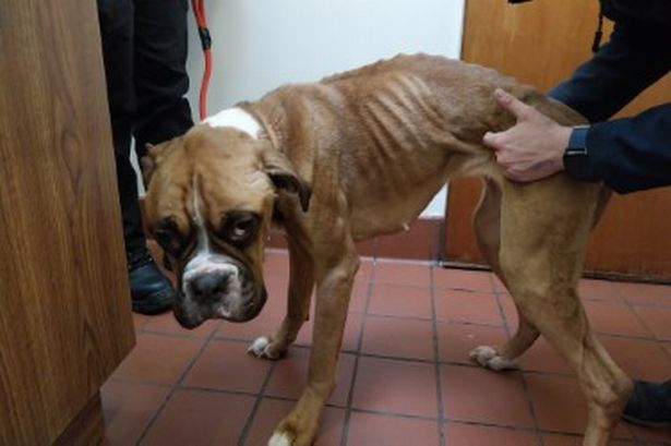 Cruel woman hid starving dog inside cupboard while SSPCA inspectors tried to rescue animals