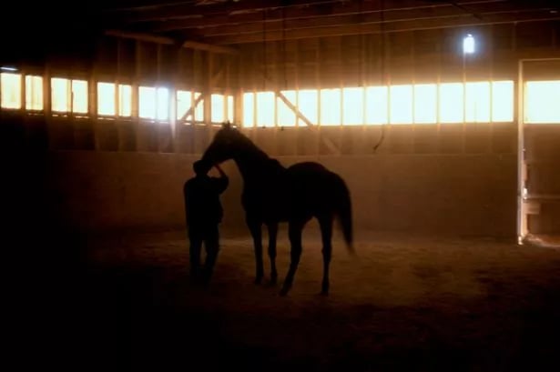 Huntsman filmed whacking horse in horror footage as police launch animal cruelty probe