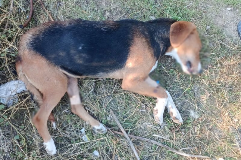 Akhisar'da hayvan katliamı