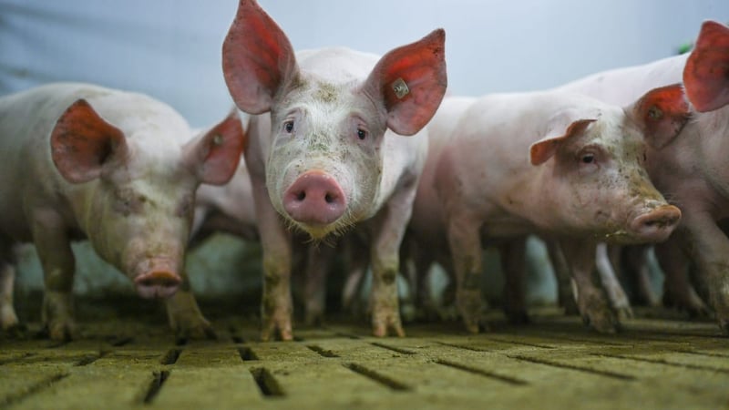 Wenn die Haushälter einen vom «Schwein» erzählen