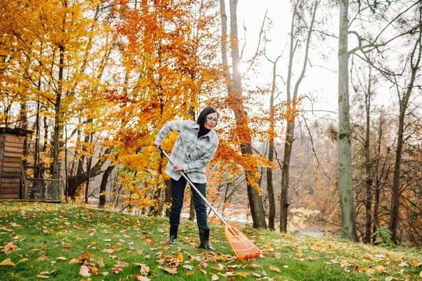 Families given 'important' reason to leave one area of garden 'untidy'