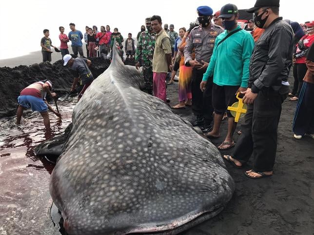 En Indonésie, les requins-baleines sont les premières victimes du dérèglement marin