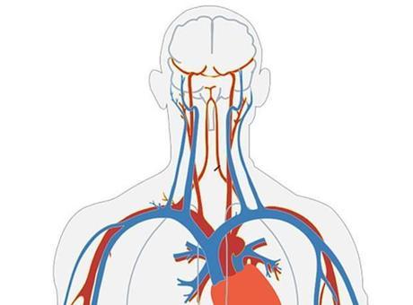Damarlarda ilerleyerek belirli dokulara ilaç ulaştırabilen mikro robotlar test edildi