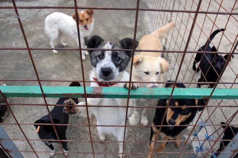 En Roumanie, on extermine « des milliers de chiens errants chaque année », à défaut de les stériliser