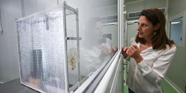 A Montpellier, une « usine » à moustiques stérilise des millions d’insectes pour limiter leur prolifération