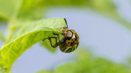 Un nouveau type de pesticide basé sur l'ARN, en cours d'évaluation par l'UE, interroge les scientifiques