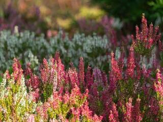Des bruyères d’automne dans votre jardin : nos six variétés préférées
