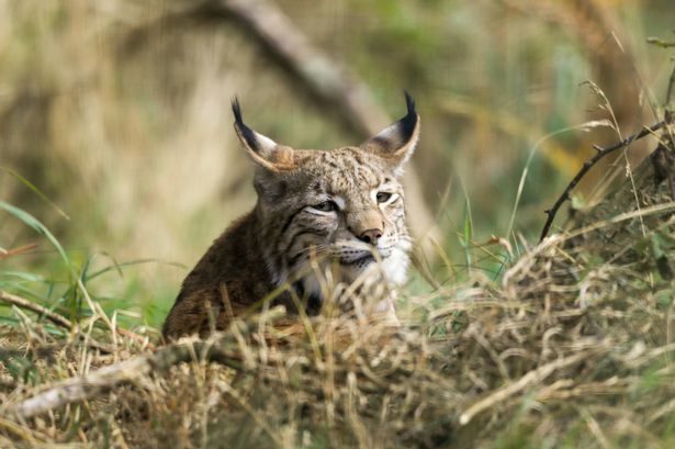 Rewilding charity plans to reintroduce four wild species to Scottish Highlands