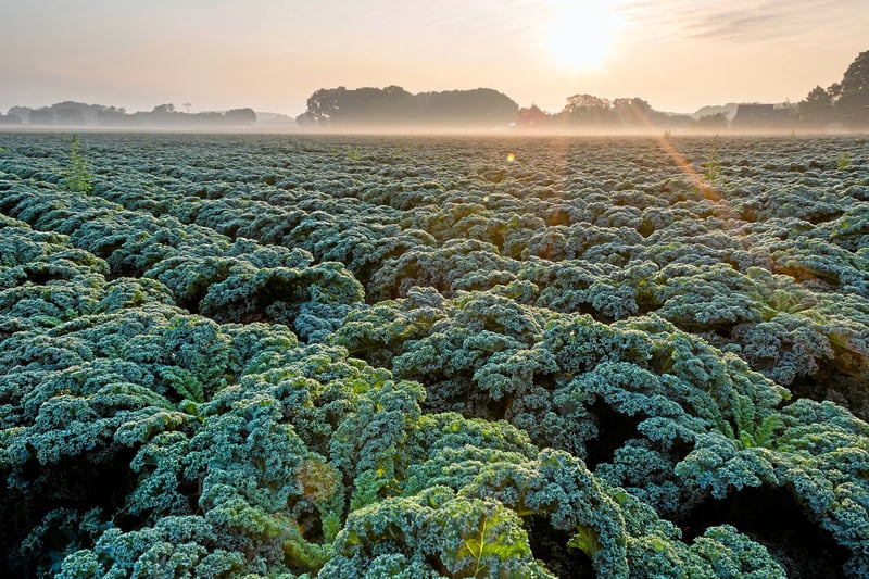 Niedersachsen | Mit Kohldampf nach Oldenburg