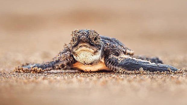 Yeşil deniz kaplumbağasının nesli kurtuldu