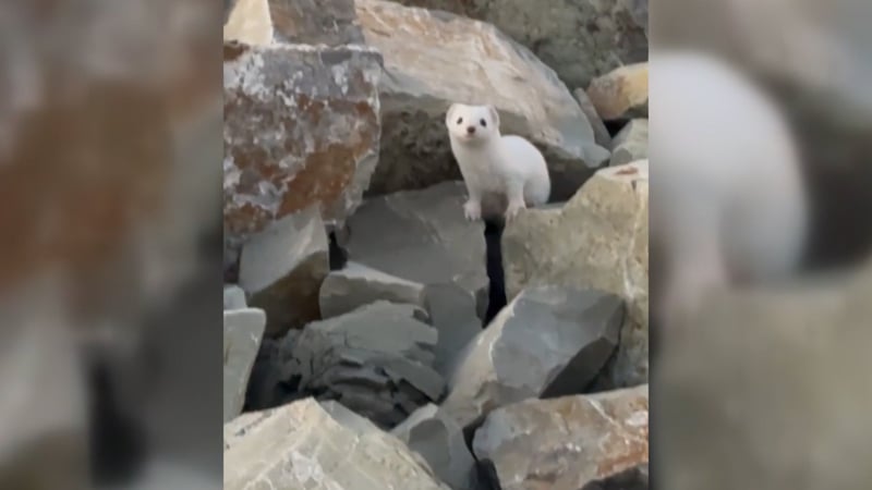 Nadir rastlanılan ve koruma altında olan gelincik böyle görüntülendi