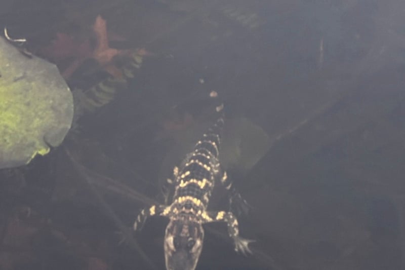 Small alligator rescued in Boston after slithering into the city's heart on social media