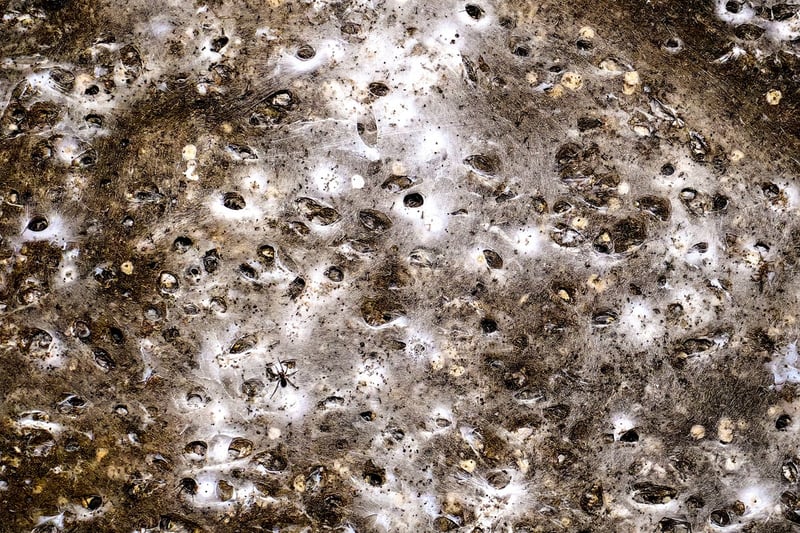 Arachnid super-web reveals the surprising 'constant party' life of cohabiting spiders