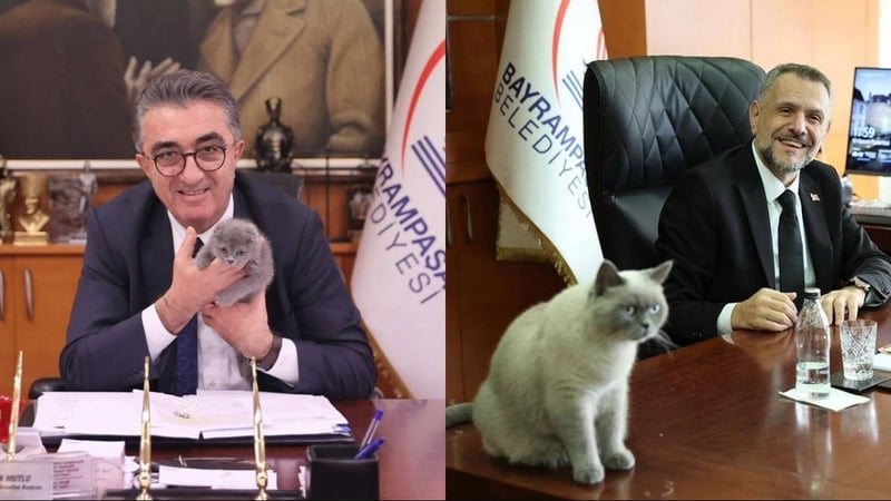 AKP hızını alamıyor! Kediye bile siyaset karıştı