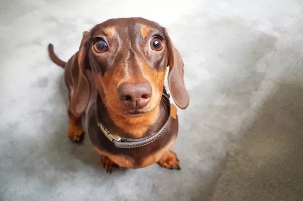 Woman gobsmacked after mini dachshund grows into something very different