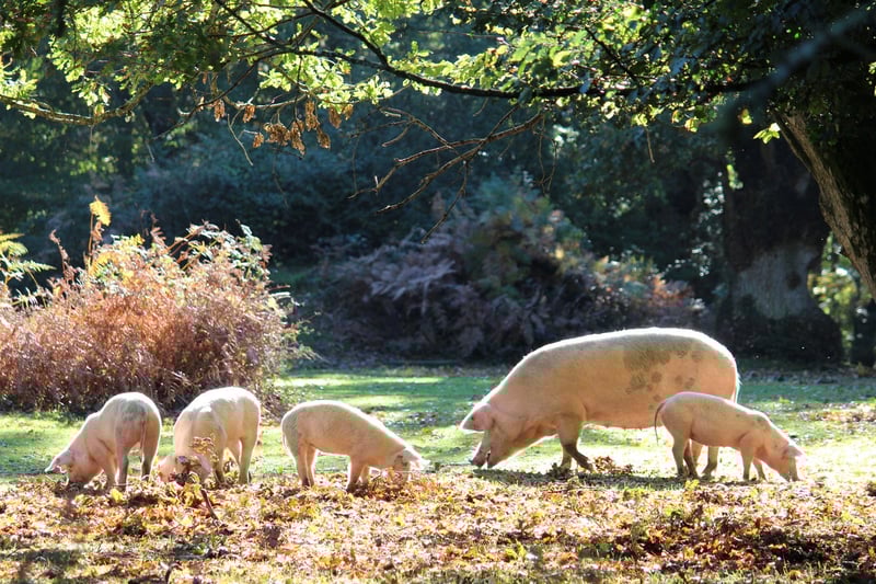 New Forest tourists issued warning about harassing pigs for selfies