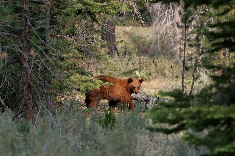 Hungry bear getting ready to hibernate broke into Nevada home and attacked elderly couple inside