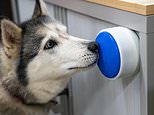Now your DOG can make you a cuppa! Scientists develop a button that allows your pet to switch the kettle on