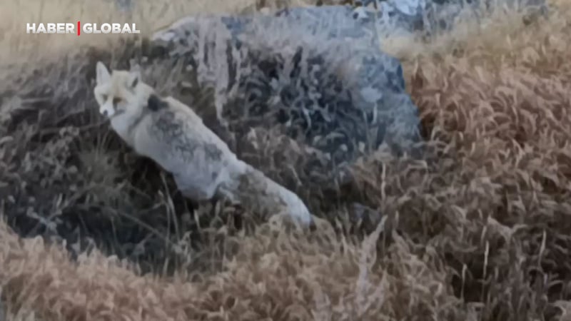 Kars'ta şaşırtan anlar: Kızıl tilkiyi görüntülemeyi başardı