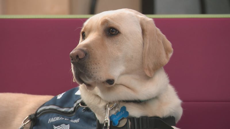 New Stollery Children’s Hospital dog Pumbaa has ‘paws-itive’ impact on patients