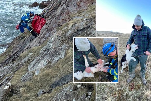 Dog plunges 100ft down Scots cliff as Coastguard called in to rescue him