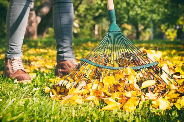 When to clear fallen leaves this winter and mistake that can kill wildlife