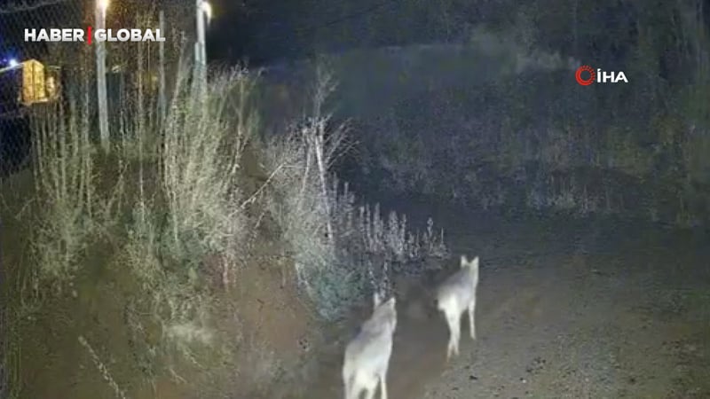 Yer Elazığ: Kurtlar sürü halinde görüldü!