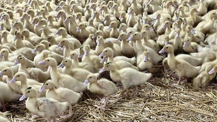 Grippe aviaire : 24 000 canards vont être abattus dans un élevage de Dordogne