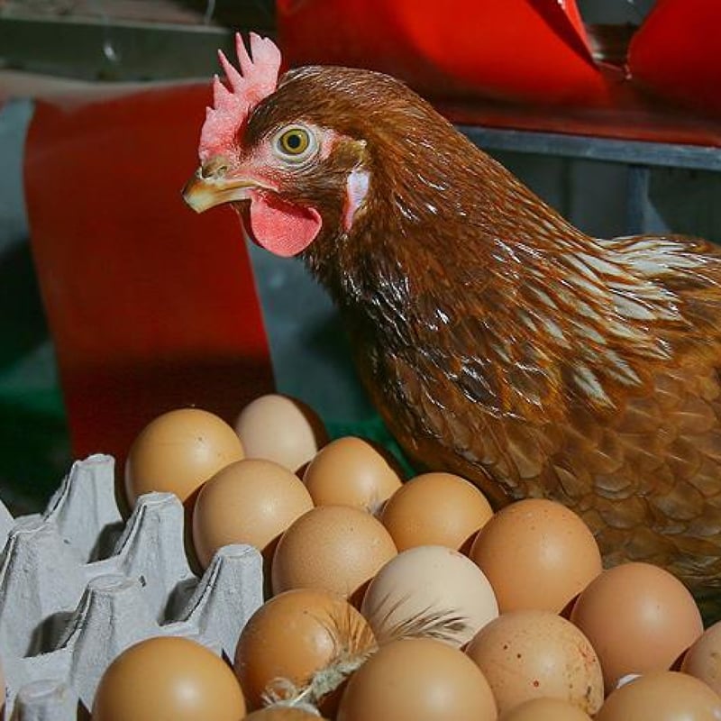 Tavuk eti üretimi arttı, yumurta üretimi azaldı