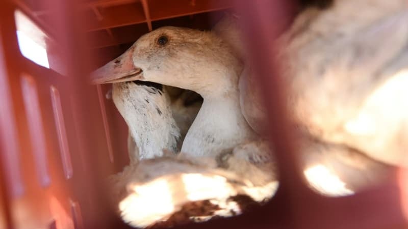 Les autorités sanitaires américaines annoncent que le premier humain infecté par la souche H5N5 de grippe aviaire est décédé