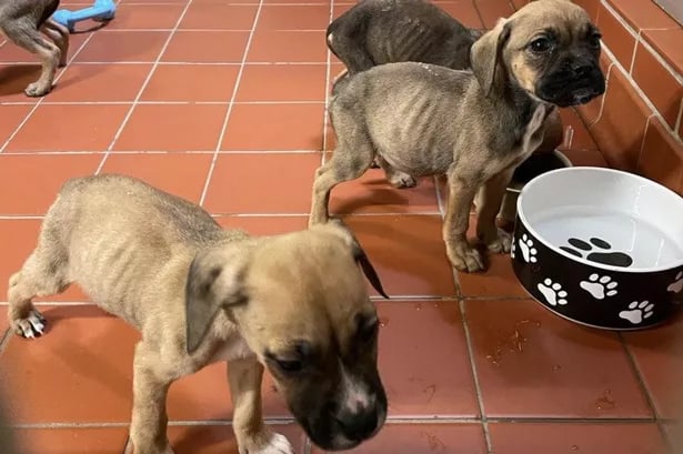 Cruel man who left dog and eight puppies to starve is spared jail