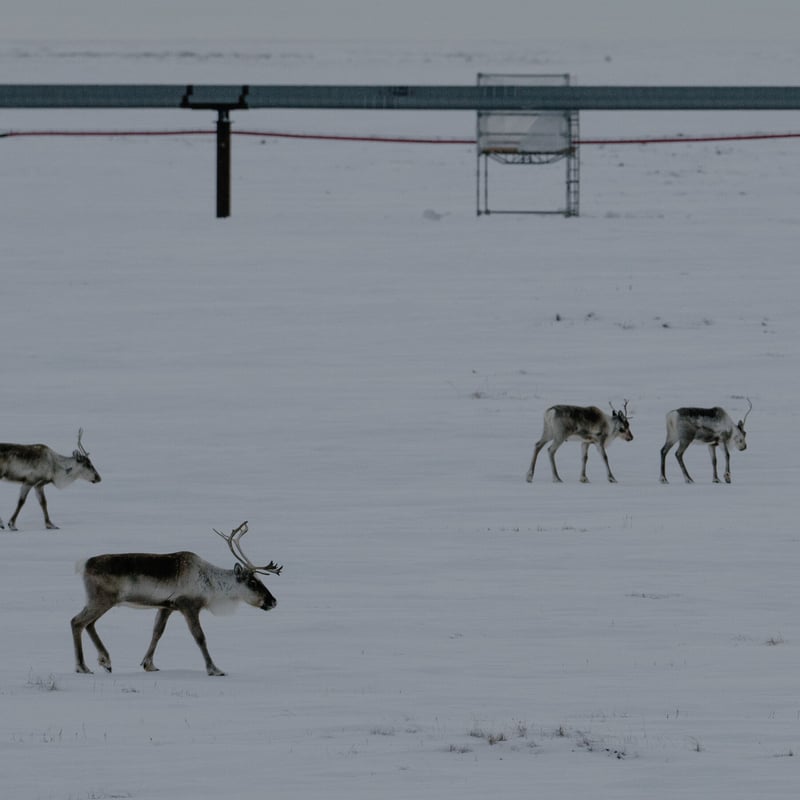 Trump Administration Revokes Biden Ban on Drilling and Mining in Alaska Wilderness