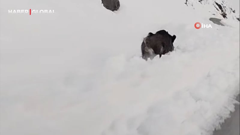 Yüksekova’da karın içinde yiyecek arayan domuz sürülerinin hızı şaşırttı