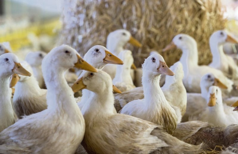 Grippe aviaire : tout comprendre à la colère des éleveurs de plein air qui dénoncent le confinement de leurs volailles