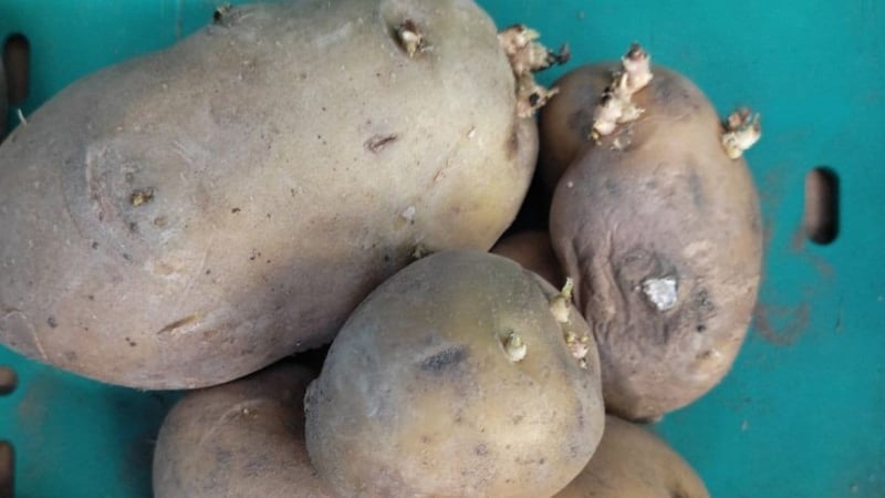 Kumpir faciası bir aileyi yok etti: Dr. Atilla Özmumcu filizlenmiş patatesi sakın yemeyin