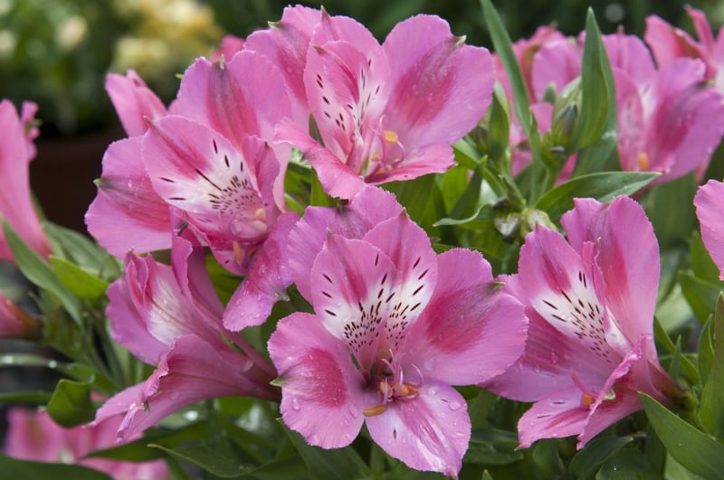 How to grow long-flowering alstroemeria, according to an RHS expert