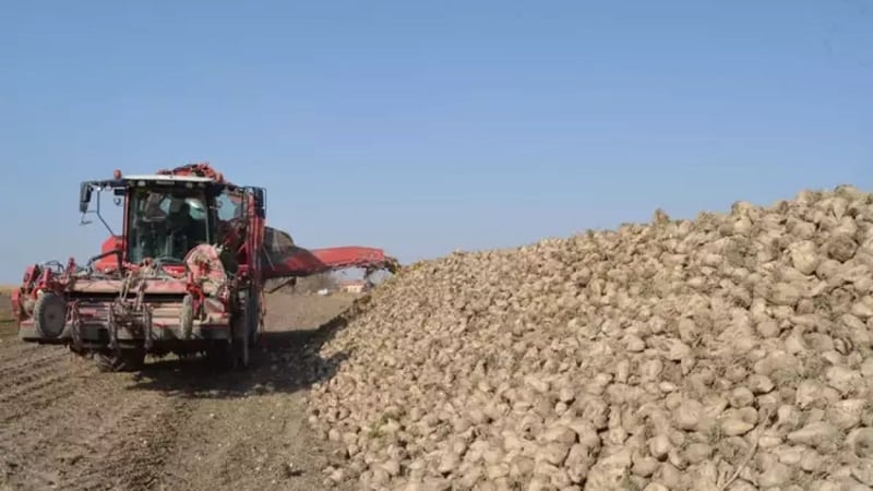 Pancar üretiminde 2 milyon tonu aşkın rekolte bekleniyor! En çok o kazandırdı: Üretici rakamdan memnun