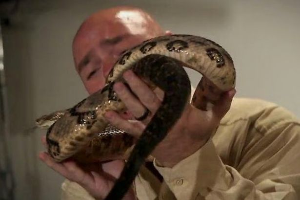 Snake handling pastor killed by rattlesnake in church after refusing treatment