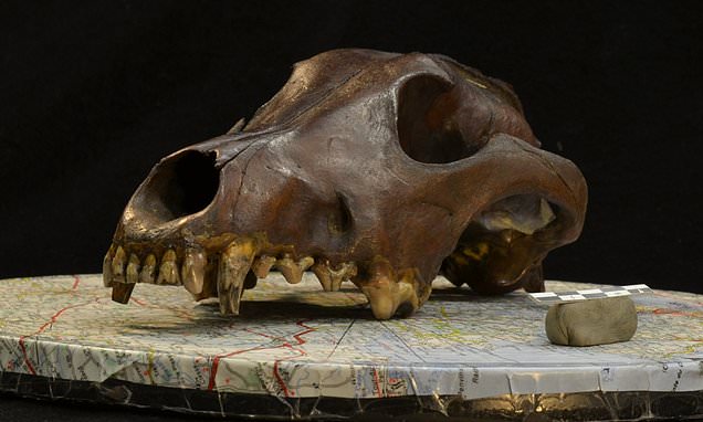 The evolution of man's best friend: Dogs began developing into different breeds 11,000 years ago - thousands of years before modern breeding practices