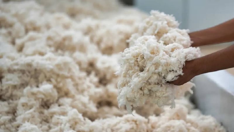 ‘Beyaz altın’ da geri sayım! Tarladan kaldırılıyor 25 TL’den satılıyor: 130 kilo ürün aldı