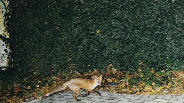 Füchse in Berlin: Fuchs, du hast mein Herz gestohlen