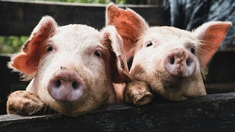 Japón, México... los primeros países que cierran las puertas al cerdo español tras el primer caso de peste porcina africana