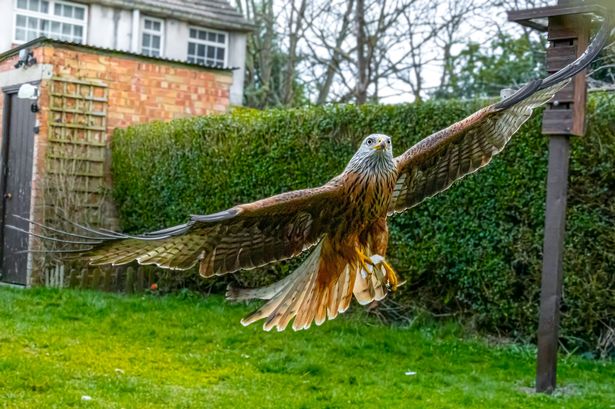 Photographer gets incredible images of bird of prey by disguising himself as a bush