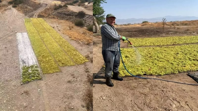 Önce don sonra dolu vurdu üstüne bir de talep azaldı! Üreticiden kazanmak için yeni yöntem: Artık böyle satılıyor