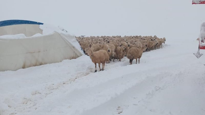 Karın ağırlığına dayanamayan çadır çöktü, 8 koyun telef oldu