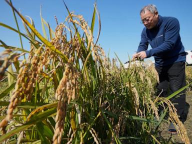 South Korean growers sue state power utility, blaming climate change for crop damage