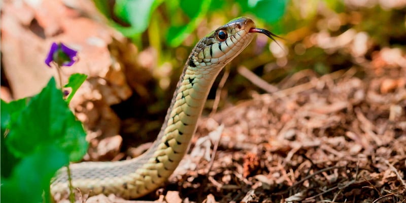 Le livre qui va vous ôter la peur des serpents